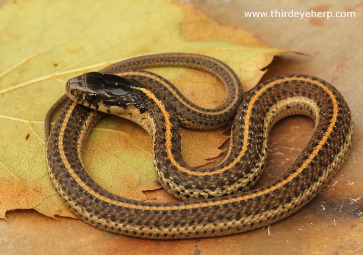 Coast Garter Snake